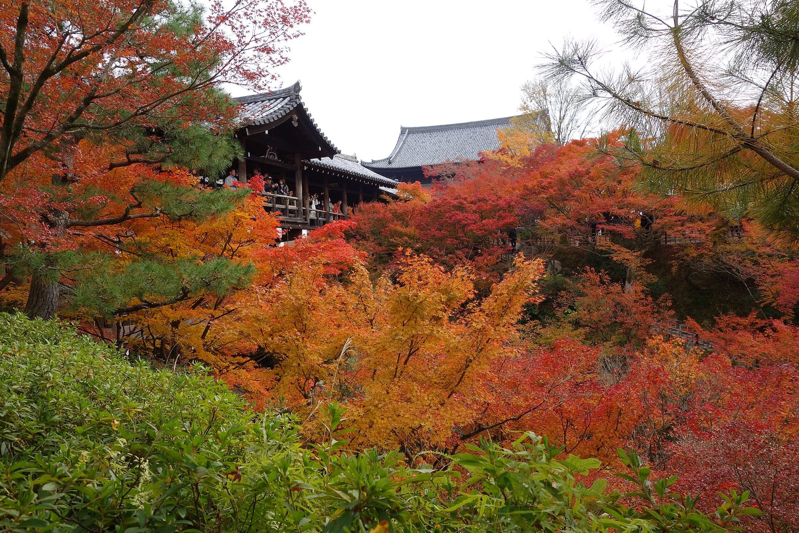 Kyoto'da bir tapınağın ahşap köprüsü ve çevresindeki kırmızı ile turuncu akçaağaç yaprakları, sonbaharın en canlı döneminde görülüyor.