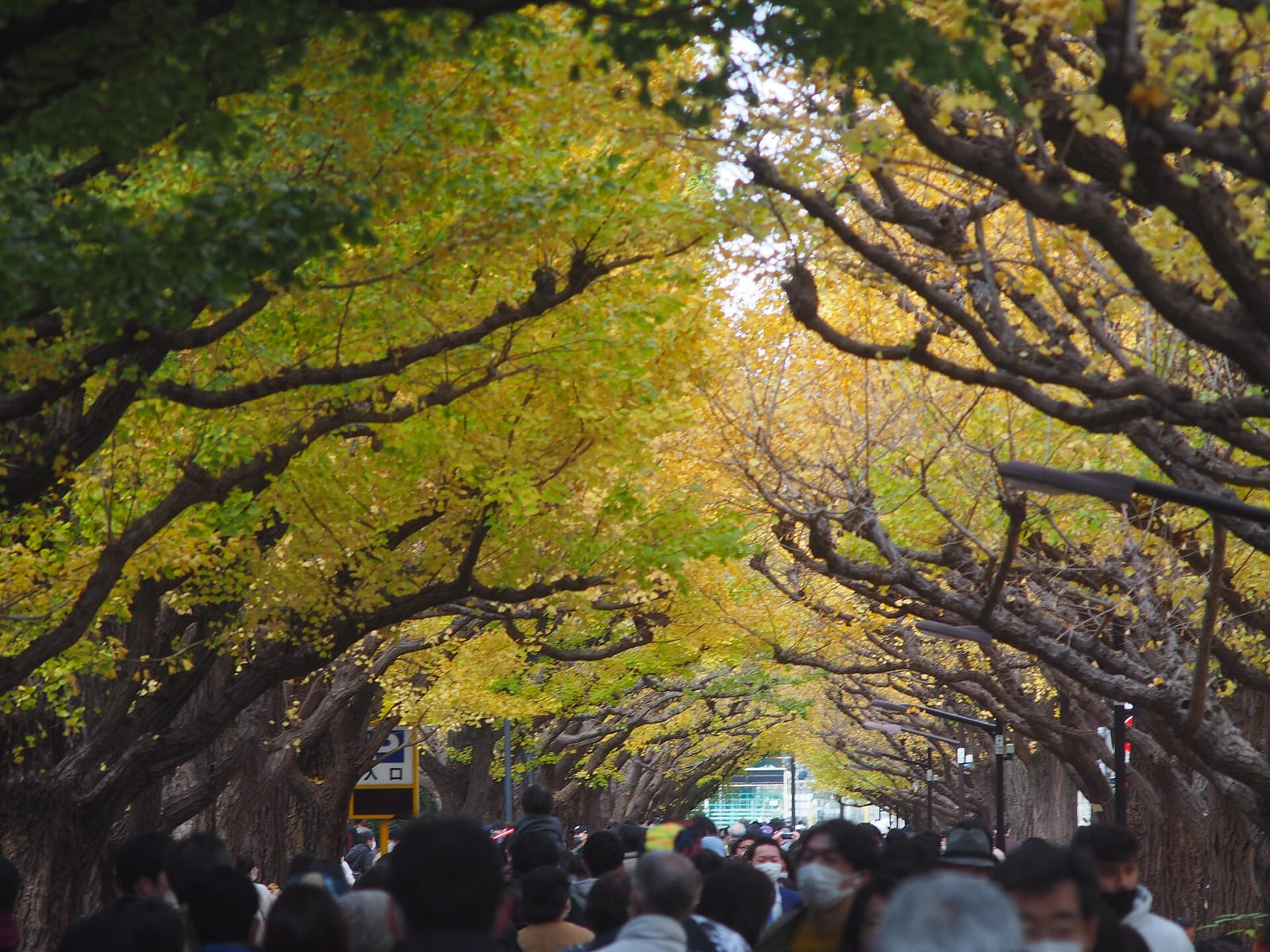 Tokyo'daki Jingu Gaien'de sarıya dönmüş ginkgo ağaçlarının oluşturduğu ağaç yolu, altında yürüyen ziyaretçilerle sonbaharda görülüyor.