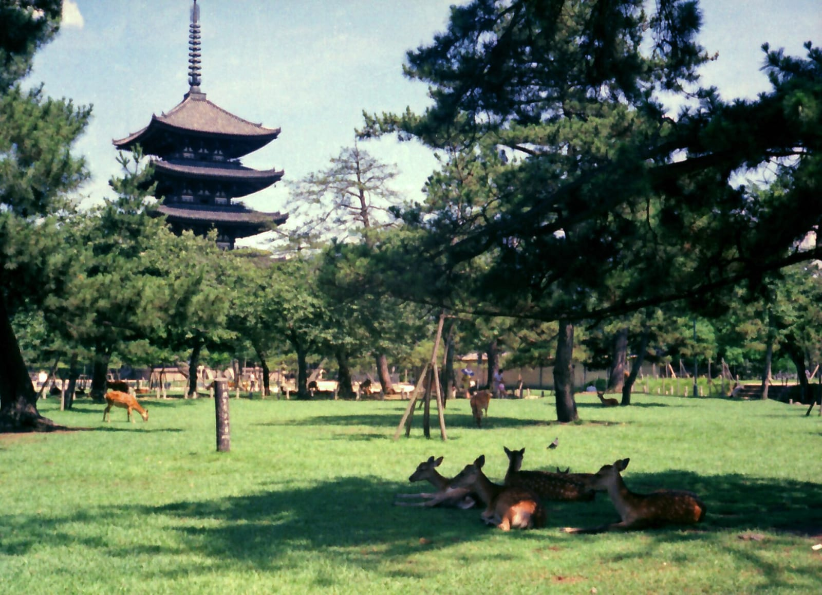 Nara Parkı'nda yeşil çimenlerin üzerinde gölgede dinlenen geyikler ve arka planda çam ağaçlarının arasından yükselen Kofuku-ji Tapınağı'nın beş katlı pagodası görünüyor.