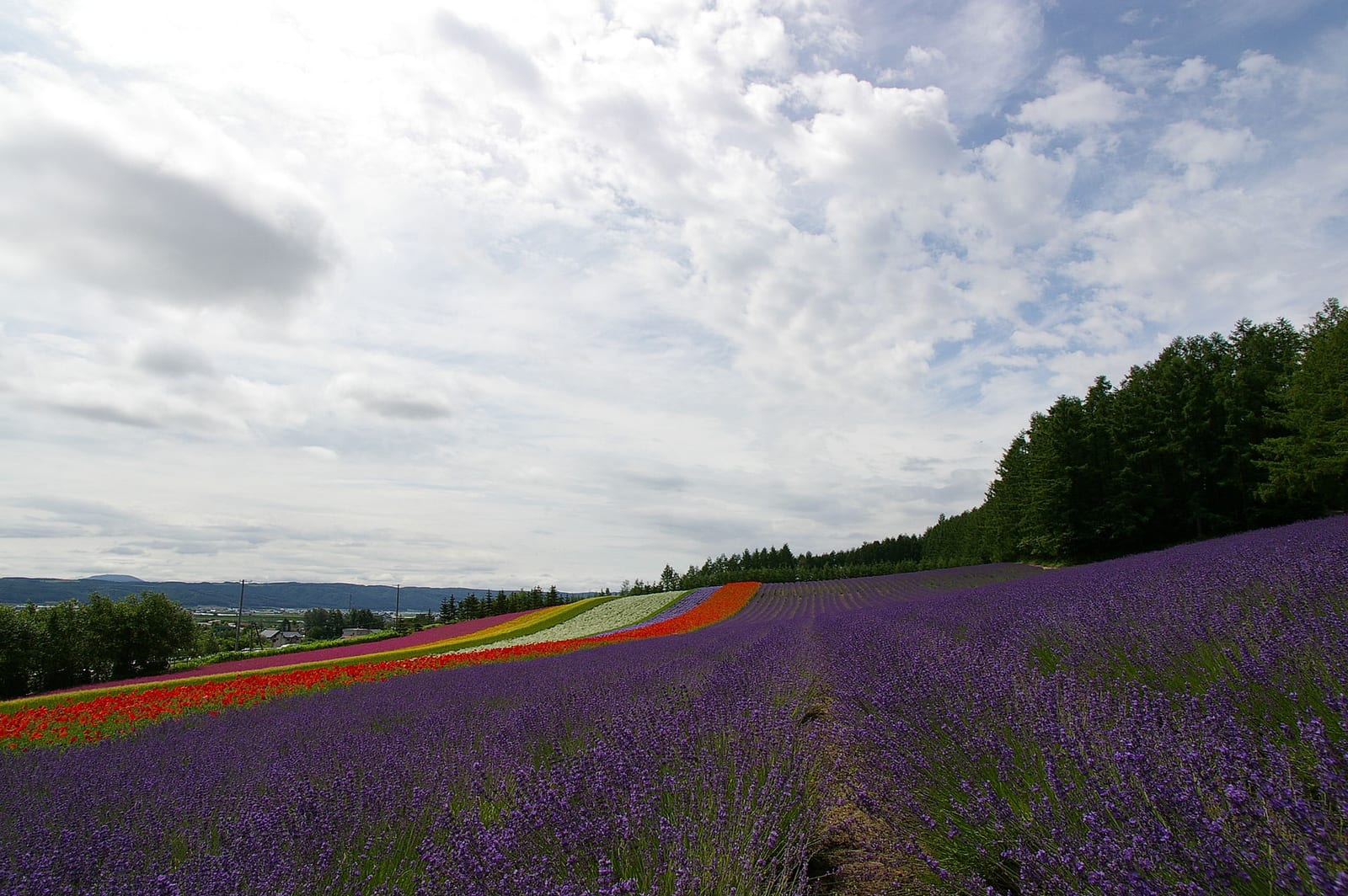 Furano'daki Farm Tomita'da mor lavanta tarlası ve renkli çiçek şeritleri, ağaçlarla çevrili geniş bulutlu gökyüzü altında uzanıyor.