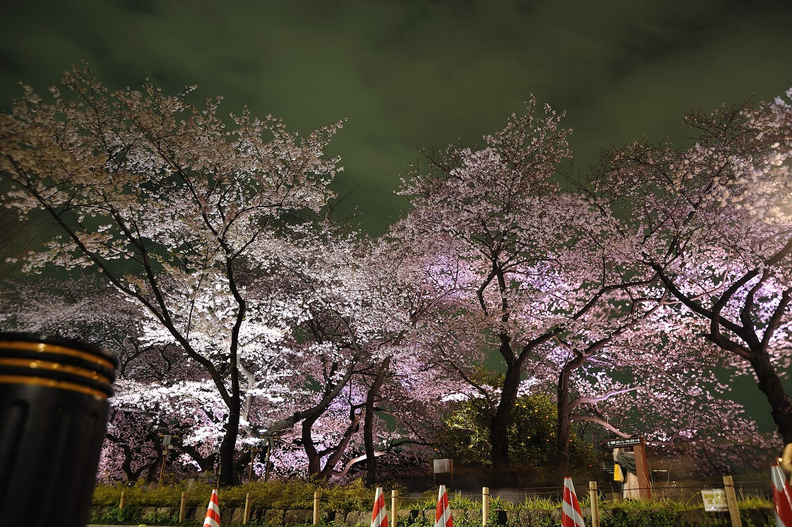 Tokyo'daki Chidorigafuchi çevresinde geceleyin aydınlatılmış, pembe renkte çiçek açmış kiraz ağaçları koyu yeşilimsi gökyüzüne karşı görünüyor.