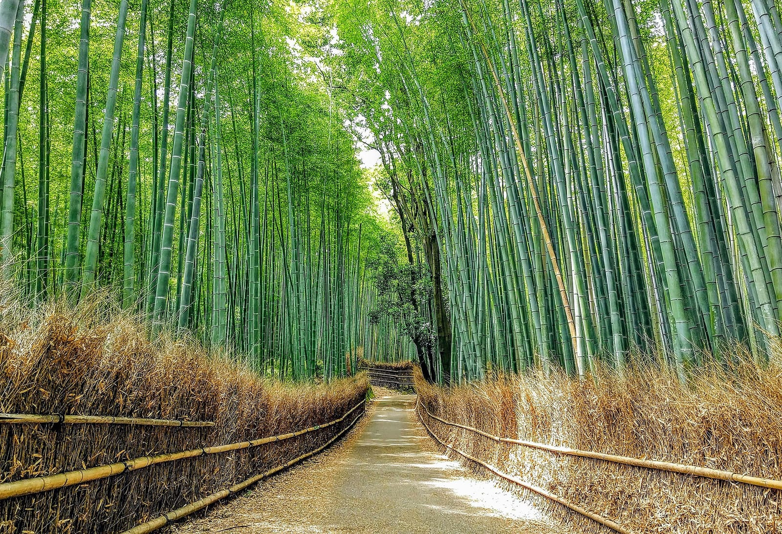 Kyoto'daki Arashiyama'da Sagano bambu ormanının içinden geçen patika, iki yanında yüksek yeşil bambular ve güneş ışığı görülüyor.