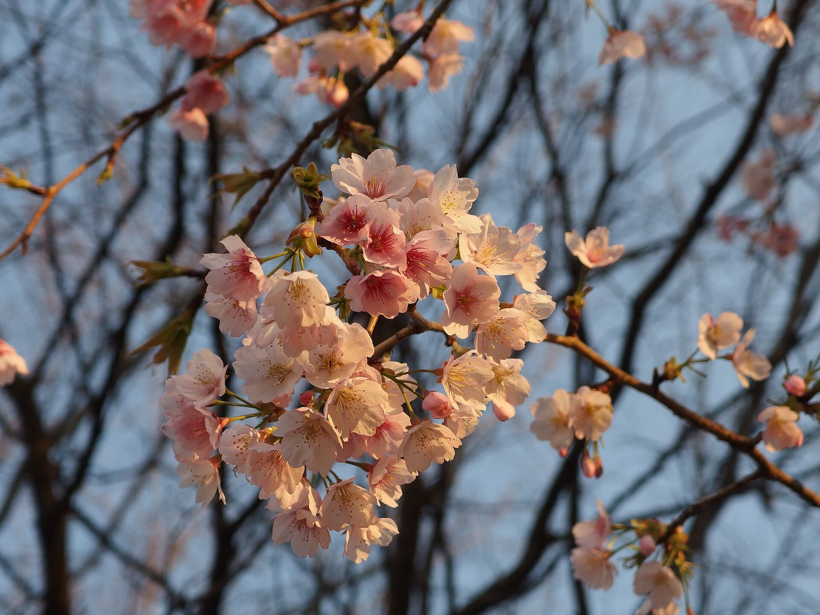 Çıplak dalların üzerinde açan pembe sakura çiçekleri küme halinde, mavi gökyüzü fonunda gün batımı ışığıyla aydınlanıyor.