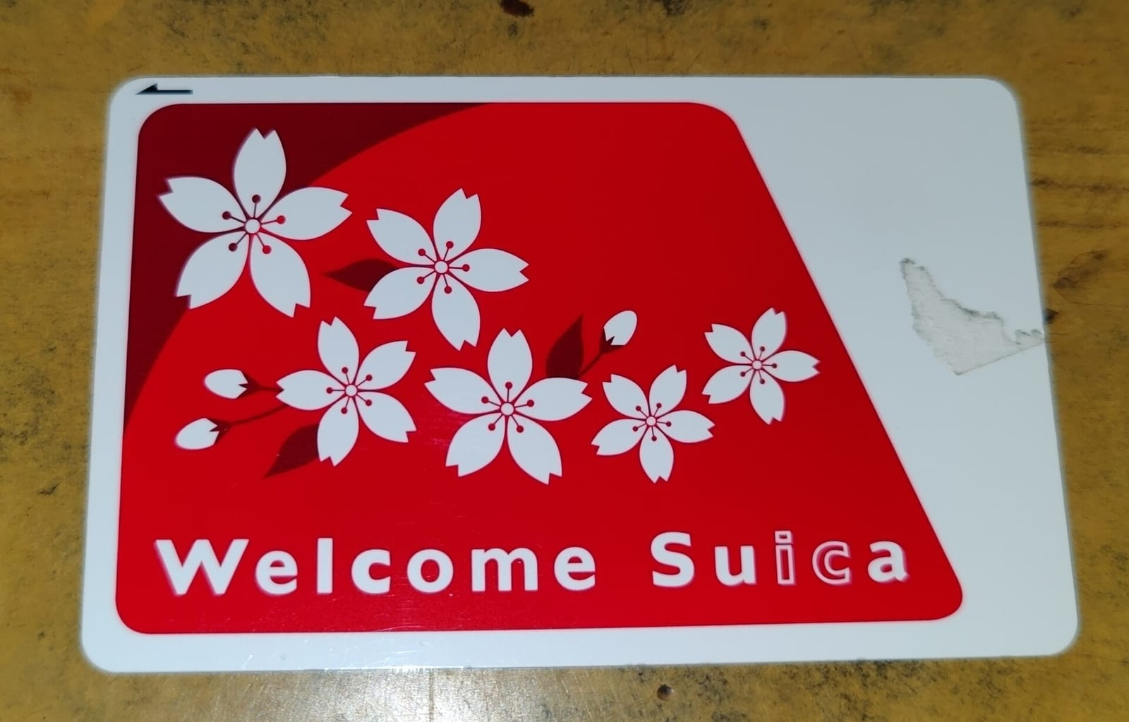 Turistler için çıkarılan, üzerinde beyaz kiraz çiçekleri bulunan kırmızı renkli Welcome Suica ulaşım kartı bir masanın üzerinde duruyor.